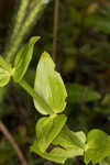 Largeleaf rose gentian